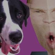 THE GREATEST SONG ABOUT A DOG EVER MADE