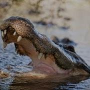 Alligator Captures Python 01 Deadly Animals