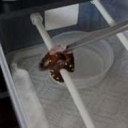 How To Feed A Baby Green Tree Python P 2