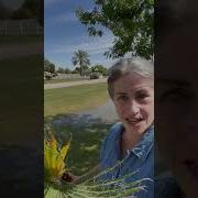 Holy Week Jesus Christ Palm Sunday Activity For Your Family Resurrectionsunday