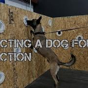 Detection Dog Test What We Look For When Choosing A Detection K9