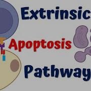 Extrinsic Pathway Of Apoptosis 4K Animation