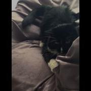 Cat Attacking Sheet
