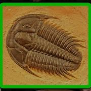 Cambrian Explosion Explained Nick Lane And Lex Fridman