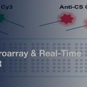 Determining Genetic Expression Profiles C Elegans By Microarray Real Time PCR L Protocol Preview