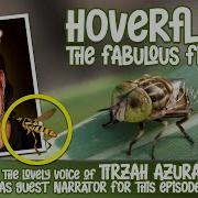 Hoverflies The Fabulous Frauds