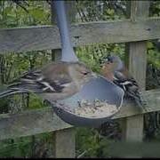 Part 2 BBC Springwatch 2012 Episode 7