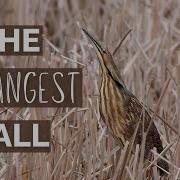 American Bittern The Strangest Mating Call