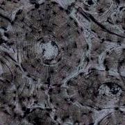 Human Anatomy Chapter 6 Bone Tissue Part 2