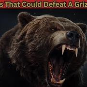 6 Animals That Could Defeat A Grizzly Bear