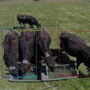 AI Based Animal Behaviour Analysis