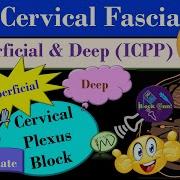 Cervical Fascia Cervical Plexus Block Fascia Of The Neck Cervical Compartments