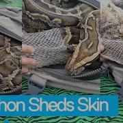 Giant Python Sheds Skin With Help From Veterinarian In Chile