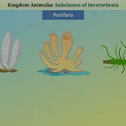Animal Kingdom Invertebrates 1 Part 1 2 English Class 9