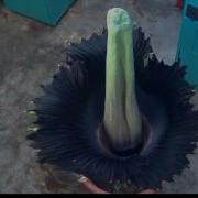 Perry The Corpse Flower Blooming June 2 3 2016