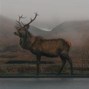 Elk Sounds