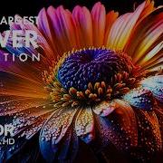 Stunning Flowers Blooming Time Lapse In 4K UHD With Relaxing Music