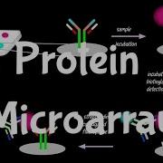 Protein Microarray Protein Arrays Protein Biochips