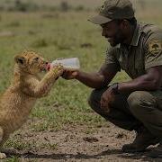 Park Rangers Gave A Stray Lion Cub Water And Then Something Unbelievable Happened