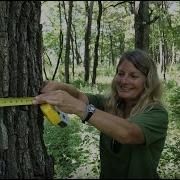 How To Measure Tree Diameter