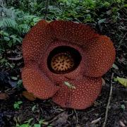 Corpse Flower Time Lapse