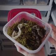 How To Get Perfect Sheds With Humidity Boxes