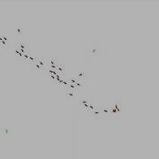 Ants A First Simulation Of Ant Colony For Swarm Intelligence And Artificial Life