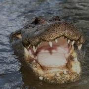 Alligator Captures Python 06 Deadly Animal Attacks Time Lapse