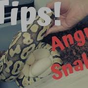 Pulling Eggs From Angry Ball Pythons Without Getting Bit 5 Tips