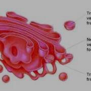 Golgi Apparatus Simulation