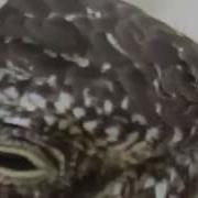 Common Nighthawk Chordeiles Minor Sleeping In The Road Close Up Of The Tiny Bill