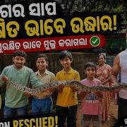 Rescue And Release Of Indian Rock Python