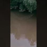 Giant Snake Caught On Camera Shorts