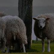Oh Sheep