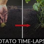 Potato Growing Underground Time Lapse 92 Days