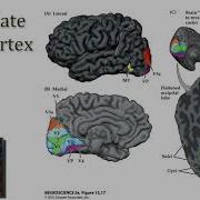 Visual System Central Visual Pathways Part 2