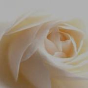 Roman Hoffstetter String Quartet In F Major Op 3 No 5 II Andante Cantabile