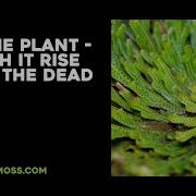 Rose Of Jericho Time Lapse The Plant Which Can Rise From Death