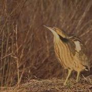 American Bittern Calling In Magic Hour