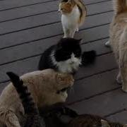 If Cats Sounded Like Arnold Schwarzenegger