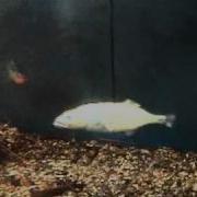 Tinbergen S Experiment Three Spined Stickleback