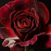 Blooming Rose Timelapse