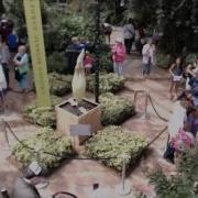 LIVE Chicago Botanic Garden S Spike The Titan Arum Corpse Flower Live Stream