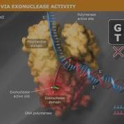 DNA Replication With A Proofreading Polymerase