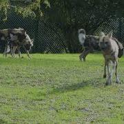 Dominance Behaviour African Wild Dogs Painted Wolves Dogs Lycaon Pictus At Chester Zoo