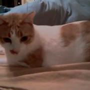 Funny Cat Attacks Sheets