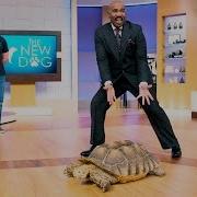 This Is My Aunt Agnes STEVE HARVEY
