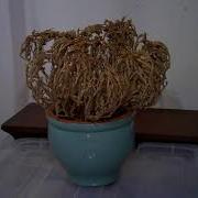 The Reai Rose Of Jericho Part 2 The Closing