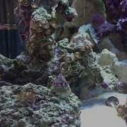 Biocube 29 Reef Aquarium My New Reef