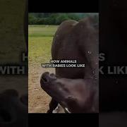 How Animals With Rabies Look Like SCARY
